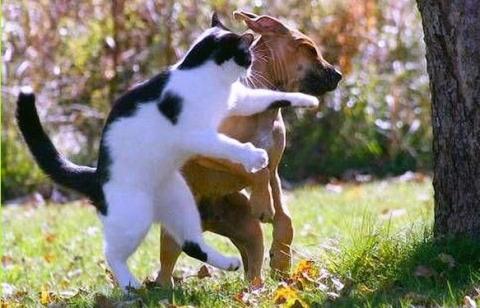 本当は仲良し？犬と猫が喧嘩している写真