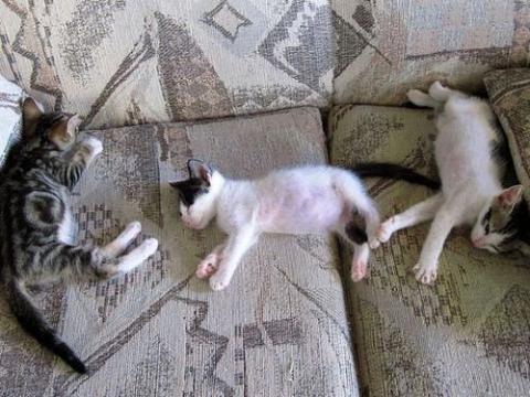 ぐっすり眠る動物たちの癒される写真