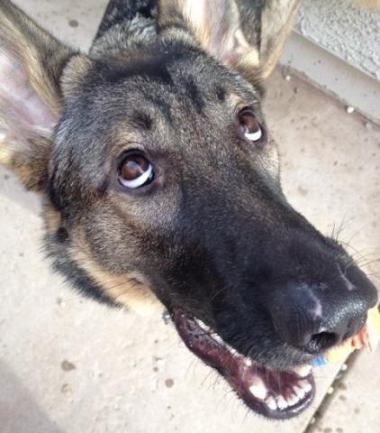 ものすごくだらしない犬の表情の写真