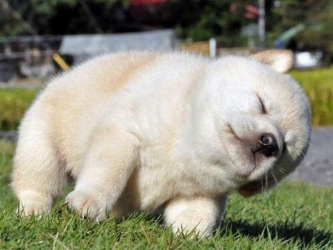 本当に可愛すぎる動物たちの写真