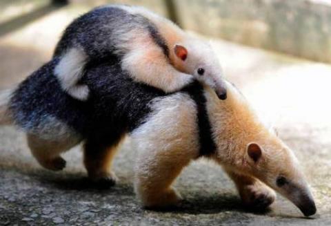 かわいい動物画像たちの画像