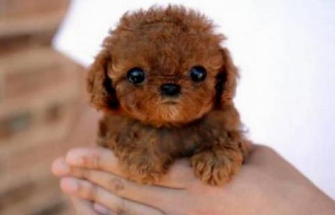 犬がちょっと寂しそうな顔をしている写真