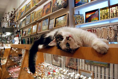 本当に可愛すぎる猫の画像