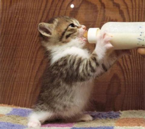 子猫の可愛い赤ちゃん