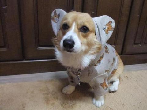 コスプレが似合いすぎるオシャレ犬・猫の写真