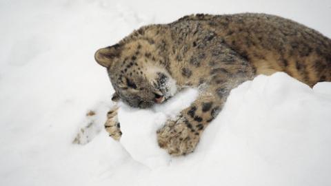 「最高に気持ちがいい！」という表情をした動物たちの写真