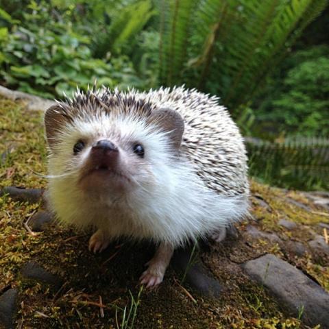 かわいいハリネズミには旅をさせる写真
