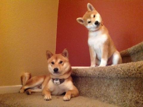 癒しの可愛い動物画像