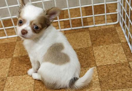 幸福を呼ぶハートマークの可愛い猫や犬の画像