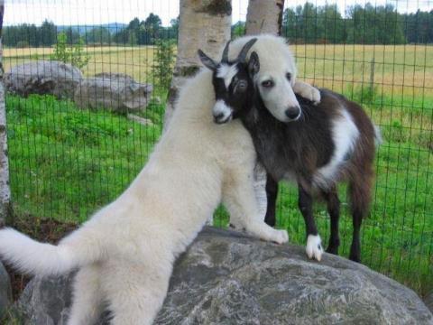 本当に仲良しの可愛い動物たちの写真