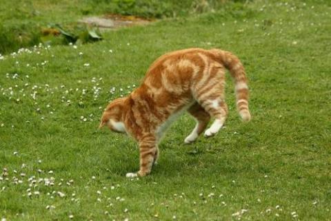猫が逆立ちしているようにしか見えない写真