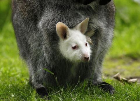 マジで可愛いすぎる動物の赤ちゃん画像