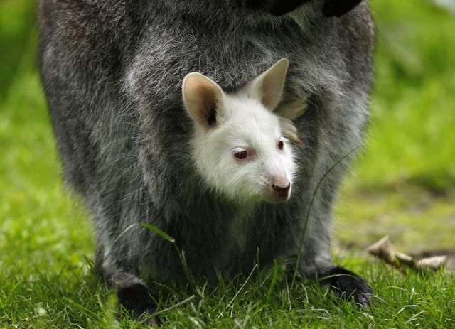 マジで可愛いすぎる動物の赤ちゃん画像