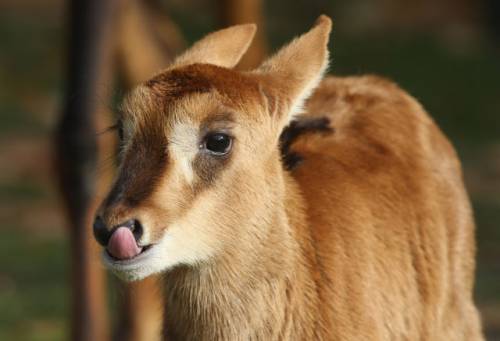 マジで可愛いすぎる動物の赤ちゃん画像
