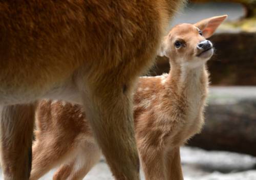 マジで可愛いすぎる動物の赤ちゃん画像