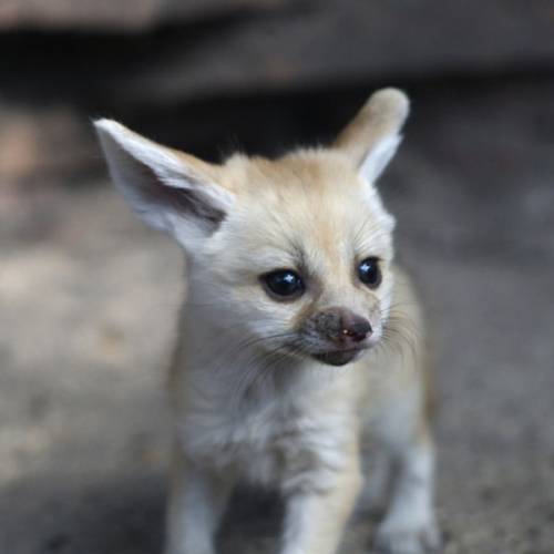マジで可愛いすぎる動物の赤ちゃん画像