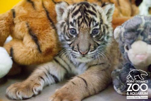 マジで可愛いすぎる動物の赤ちゃん画像