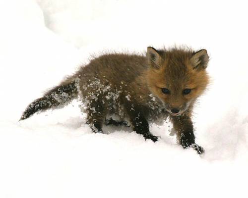 マジで可愛いすぎる動物の赤ちゃん画像