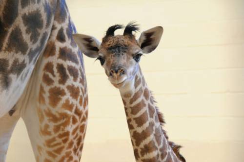 マジで可愛いすぎる動物の赤ちゃん画像
