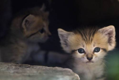 マジで可愛いすぎる動物の赤ちゃん画像