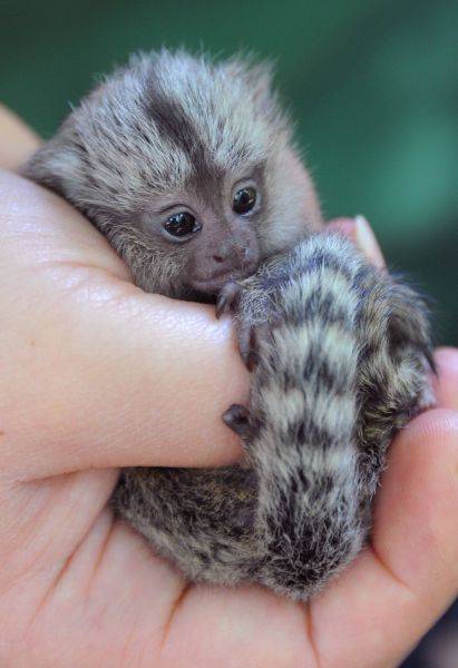 マジで可愛いすぎる動物の赤ちゃん画像