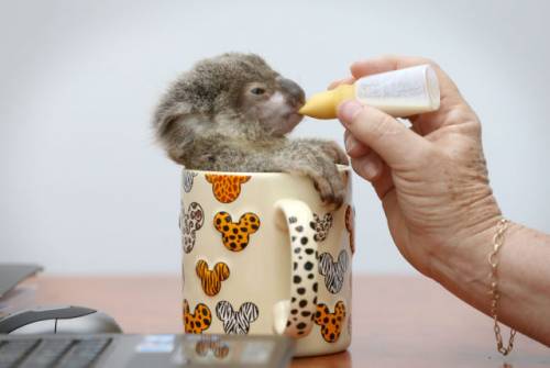 マジで可愛いすぎる動物の赤ちゃん画像