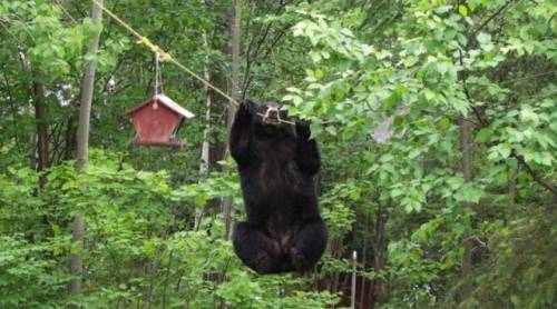 陽気で本当に可愛い動物の写真