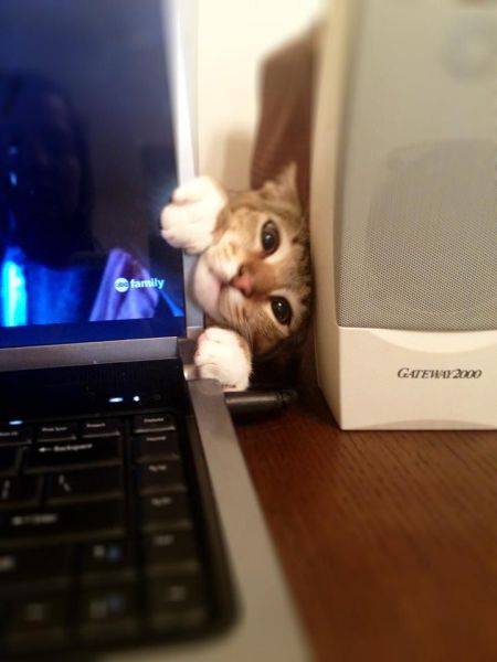 陽気で本当に可愛い動物の写真