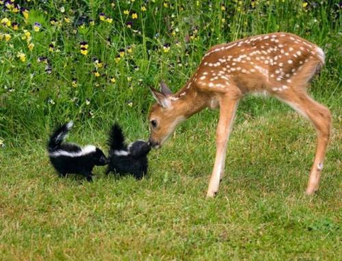 陽気で本当に可愛い動物の写真