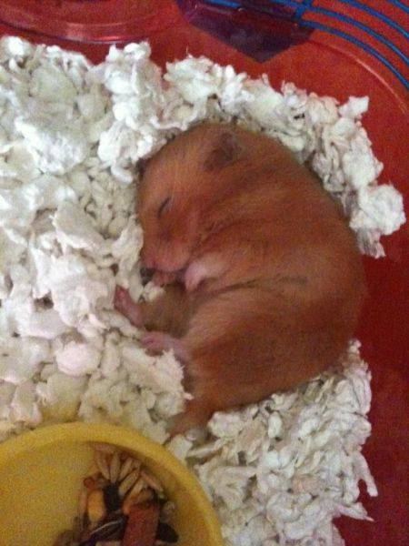 陽気で本当に可愛い動物の写真
