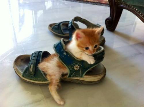 陽気で本当に可愛い動物の写真