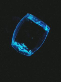 Losmarinus's picture