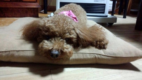 tibikazuho's picture