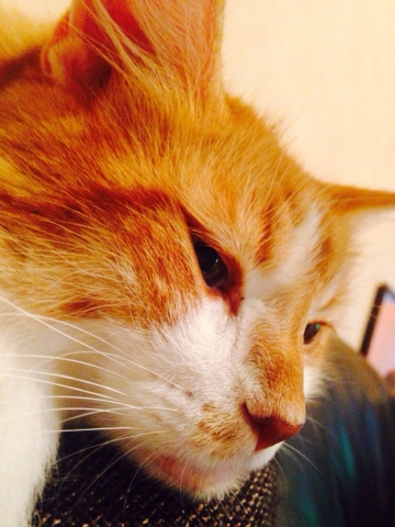 猫宮　春希's picture