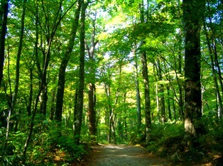 Koganezaki Furofushi Onsen