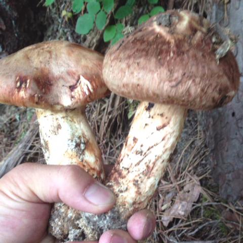 Masuya Ryokan(Nagano)