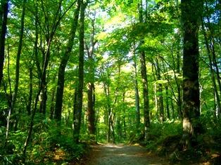 Koganezaki Furofushi Onsen