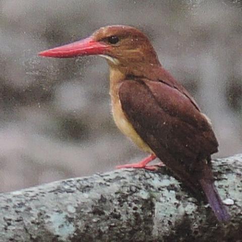 Miike Yacho no Mori Koen Miike Camp Mura