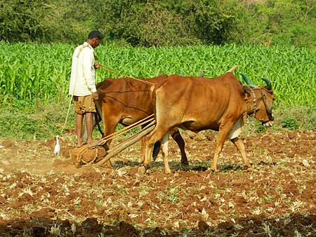 Working animal